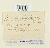 Puccinia punctata image