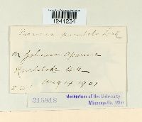 Puccinia punctata image