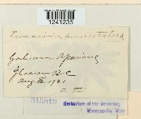 Puccinia punctata image