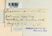 Puccinia punctata image