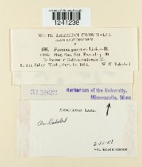 Puccinia punctata image