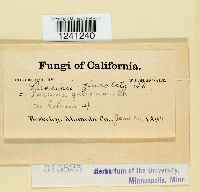 Puccinia punctata image