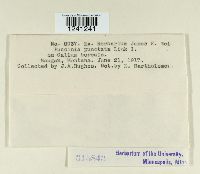 Puccinia punctata image