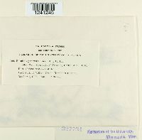 Puccinia punctata image