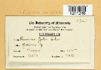 Puccinia punctata image