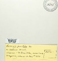 Puccinia punctata image