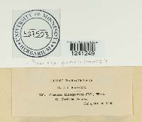 Puccinia punctiformis image