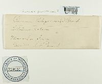 Puccinia punctiformis image