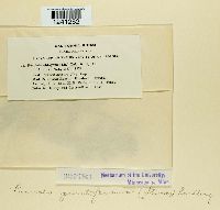 Puccinia punctiformis image