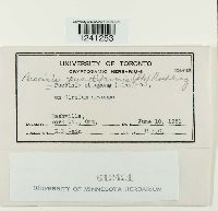 Puccinia punctiformis image