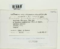 Puccinia punctiformis image