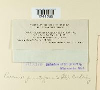 Puccinia punctiformis image