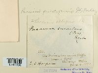 Puccinia punctiformis image