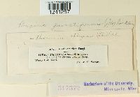 Puccinia punctiformis image