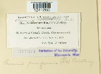 Puccinia punctiformis image