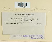 Puccinia punctiformis image