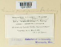 Puccinia punctiformis image