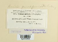 Puccinia punctiformis image