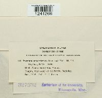 Puccinia punctiformis image