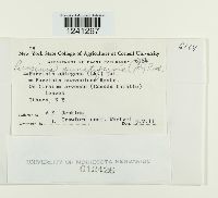 Puccinia punctiformis image