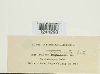 Puccinia pustulata image