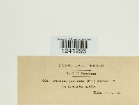 Puccinia pustulata image