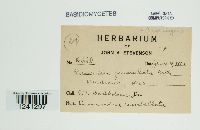 Puccinia pustulata image