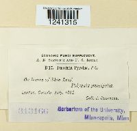 Puccinia pyrolae image