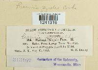 Puccinia pyrolae image