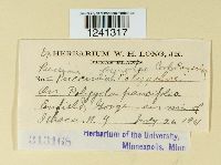 Puccinia pyrolae image