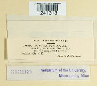 Puccinia pyrolae image