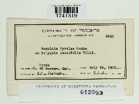 Puccinia pyrolae image