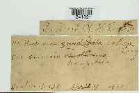 Puccinia pyrolae image