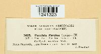 Puccinia pyrolae image