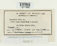 Puccinia ribis image