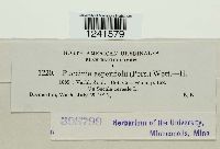 Puccinia recondita image