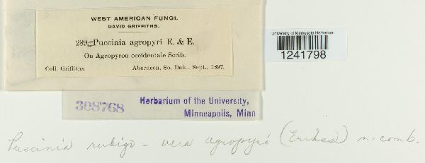 Puccinia image