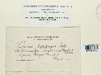 Puccinia saxifragae image