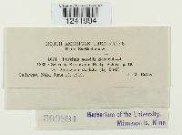 Puccinia sessilis image