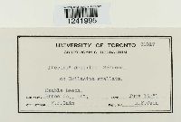 Puccinia sessilis image