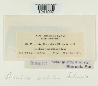 Puccinia sessilis image