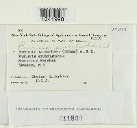 Puccinia sessilis image