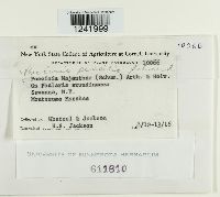 Puccinia sessilis image