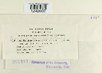 Puccinia sessilis image