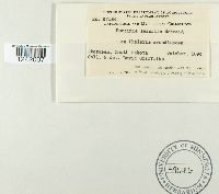 Puccinia sessilis image