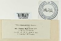 Puccinia seymouriana image