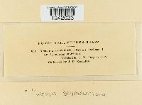 Puccinia seymouriana image