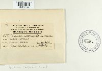 Puccinia seymouriana image