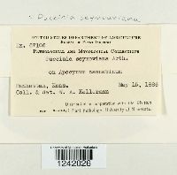 Puccinia seymouriana image