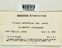 Puccinia seymouriana image